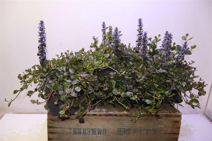 <h4>Ajuga Rept</h4>