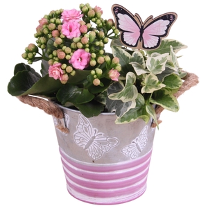 Mothersday Arr. Indoor Zinc Butterfly Pot Ø12cm 2PP