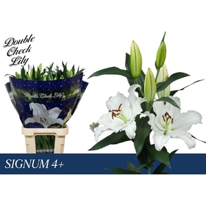 LI OR SIGNUM
