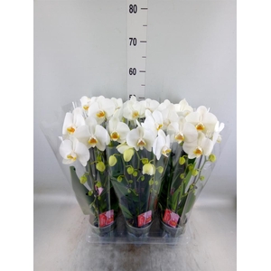 Phalaenopsis  'Elegant Cascade'