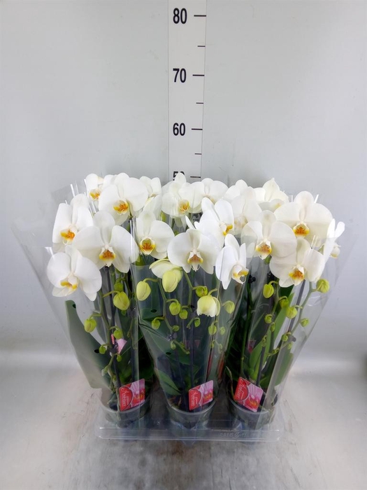 <h4>Phalaenopsis  'Elegant Cascade'</h4>