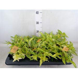 Pellionia repens