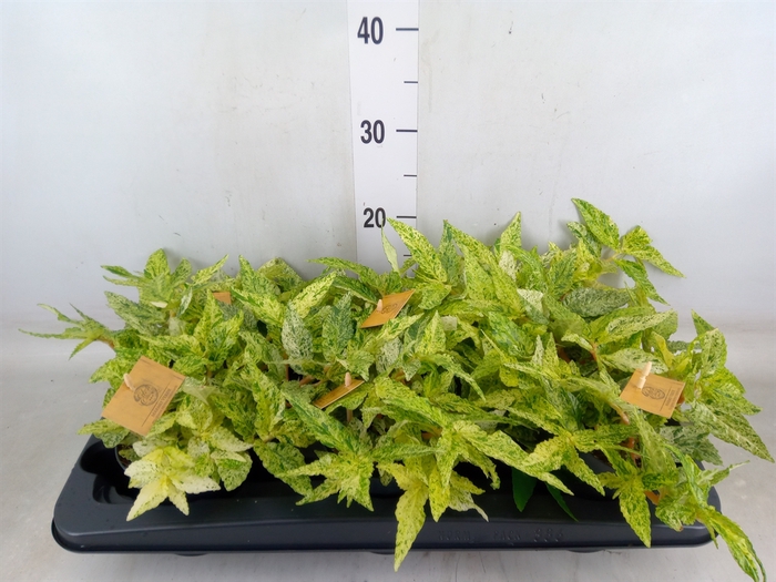 <h4>Pellionia repens</h4>