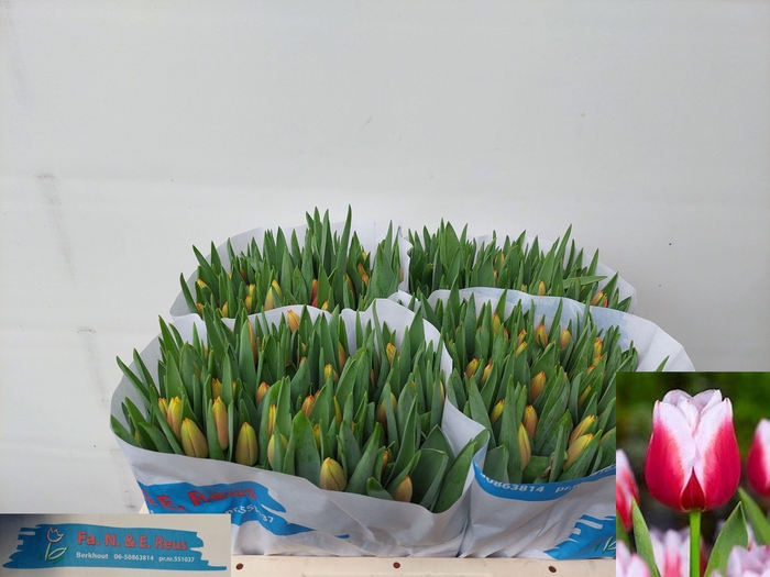 <h4>TU EN LEEN VD MARK</h4>