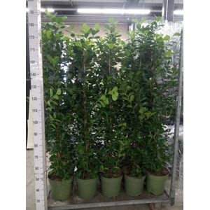 Ficus microcarpa 'Moclame'