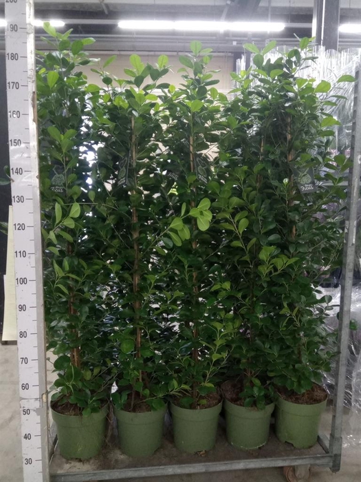 <h4>Ficus microcarpa 'Moclame'</h4>