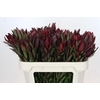 Leucadendron Saf Sunset Dark R.