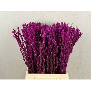 Salix Snowflake  50cm Erica