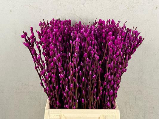 <h4>Salix Snowflake  50cm Erica</h4>