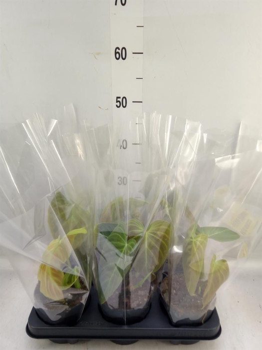 <h4>Philodendron   ...</h4>