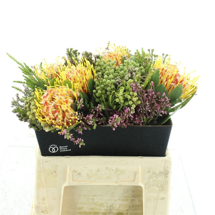 <h4>Kaaps Bouquet Veldfire</h4>