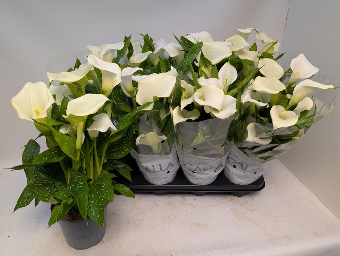 <h4>ZANT CAPT FRESCO</h4>