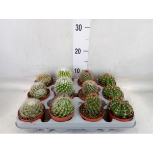 Cactus   ...mix