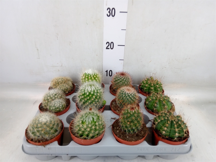 <h4>Cactus   ...mix</h4>