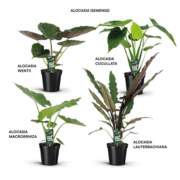 <h4>Alocasia mix</h4>