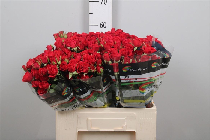 <h4>R Tr Mirabel</h4>