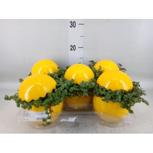 Arr.   Kamerplant Groen L%