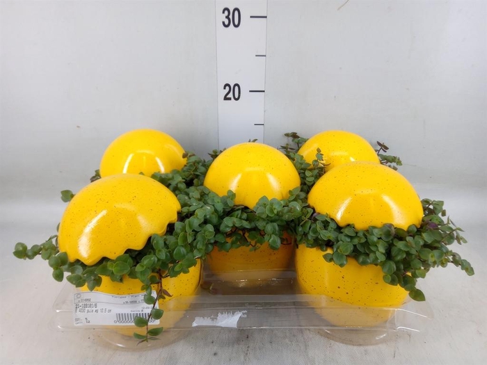 <h4>Arr. Kamerplant Groen L%</h4>