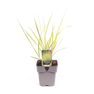 Panicum virgatum 'Northwind'