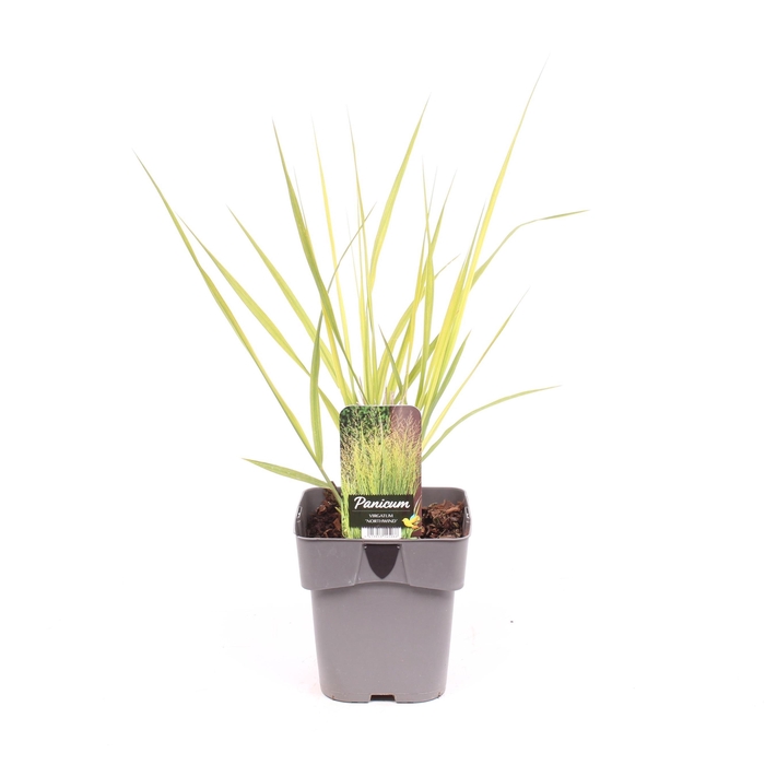<h4>Panicum virgatum 'Northwind'</h4>