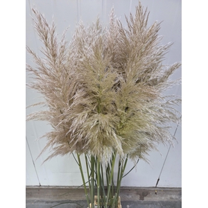 CORTADERIA OV