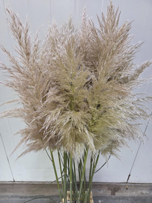 <h4>CORTADERIA OV</h4>