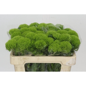 Dianthus Br Kiwi Mellow