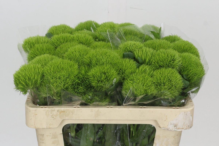 <h4>Dianthus Br Kiwi Mellow</h4>