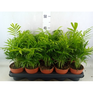 Chamaedorea elegans