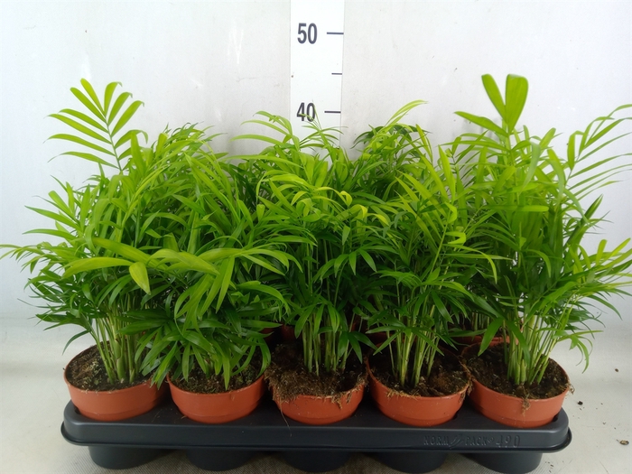 <h4>Chamaedorea elegans</h4>