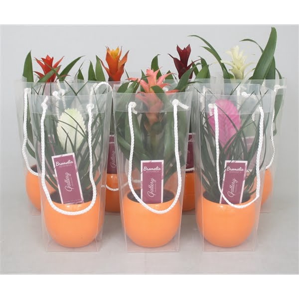 <h4>Bromelia gemengd in oranje bolpot in blanco draagtas</h4>