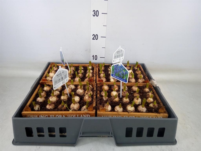 <h4>Arr.  Muscari L%</h4>