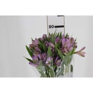 ALSTROEMERIA PLATINA 080 CM