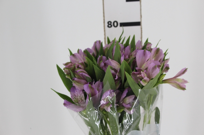 <h4>ALSTROEMERIA PLATINA 080 CM</h4>