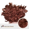 QUERC RUBRA 80CM APRICOT