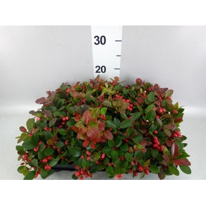 Gaultheria proc.