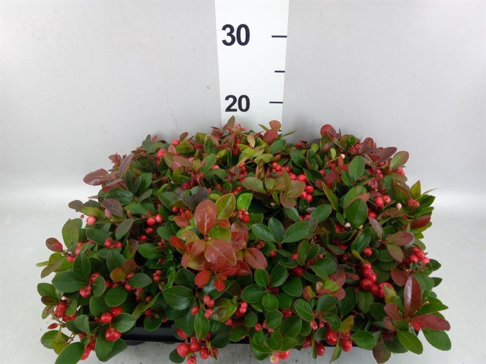 Gaultheria proc.