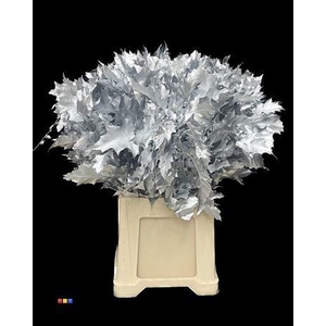 Quercus Klb Silver 80cm GK