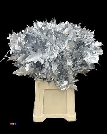 <h4>Quercus Klb Silver 80cm GK</h4>