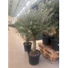 Olea europaea (Olijf) stam 45 Liter