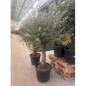 Olea europaea (Olijf) stam 45 Liter