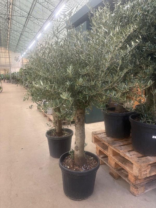 <h4>Olea europaea (Olijf) stam 45 Liter</h4>