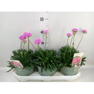 Armeria pseud.