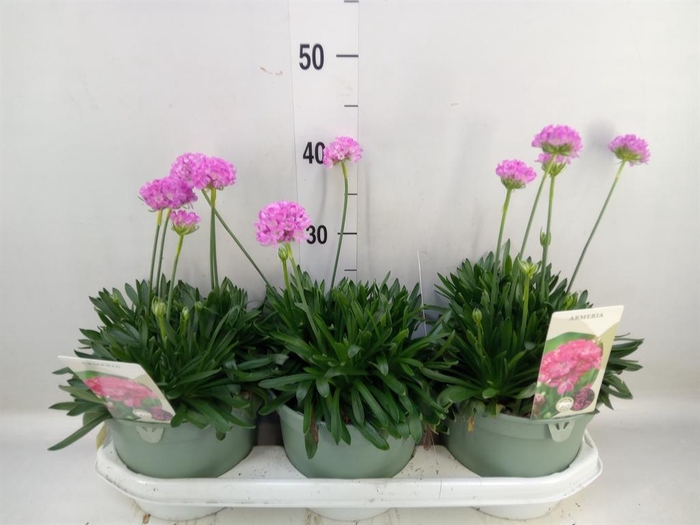 Armeria pseud.