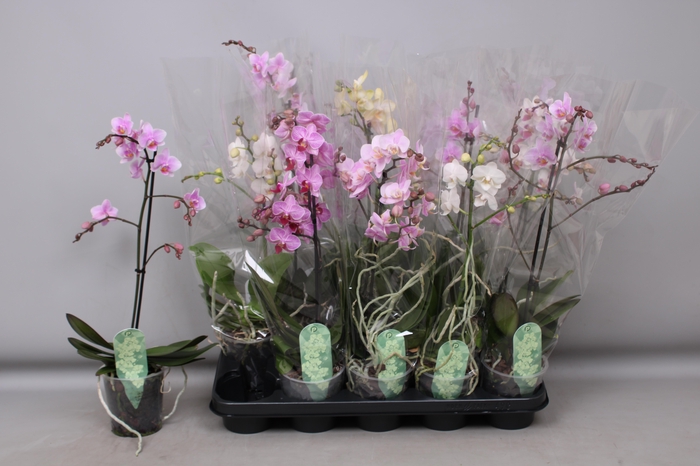 <h4>PHAL MF GEM 5 KL</h4>