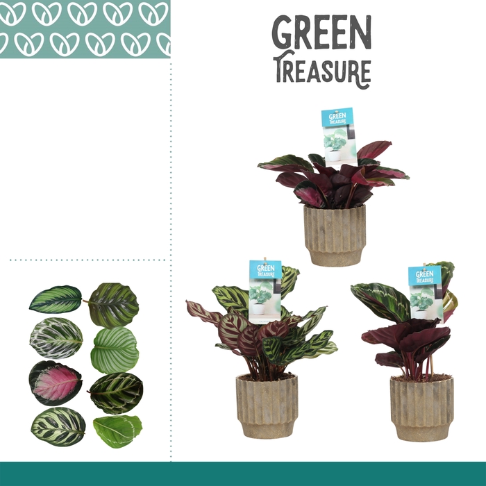 <h4>Calathea Gemengd Keramiek Jane</h4>