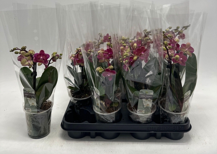 <h4>PHAL OV ROOD</h4>