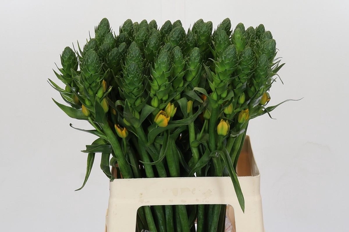<h4>Ornithogalum dubium 'Gold Star'</h4>