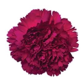 <h4>Di St Farieta</h4>