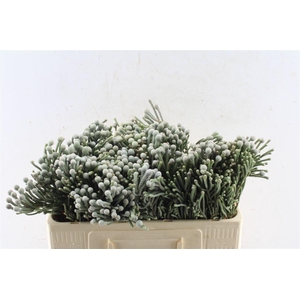 Kaaps Silver Brunia